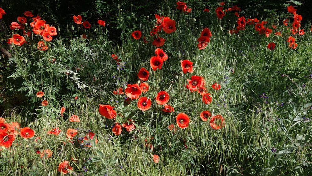 red flowers with green leaves