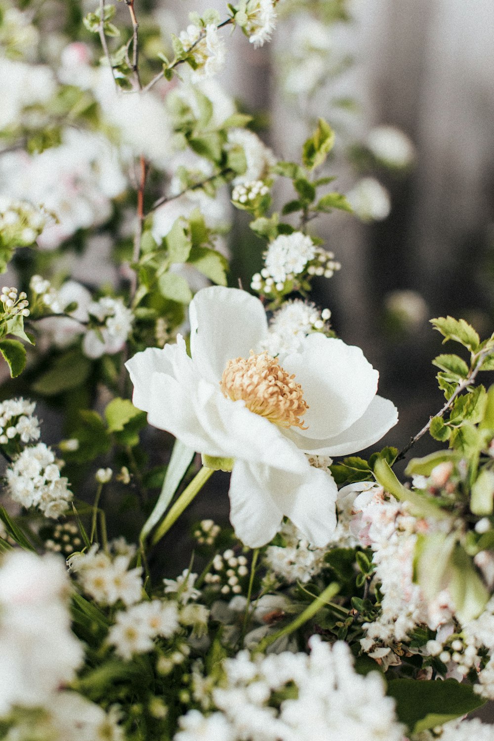 white flower in tilt shift lens