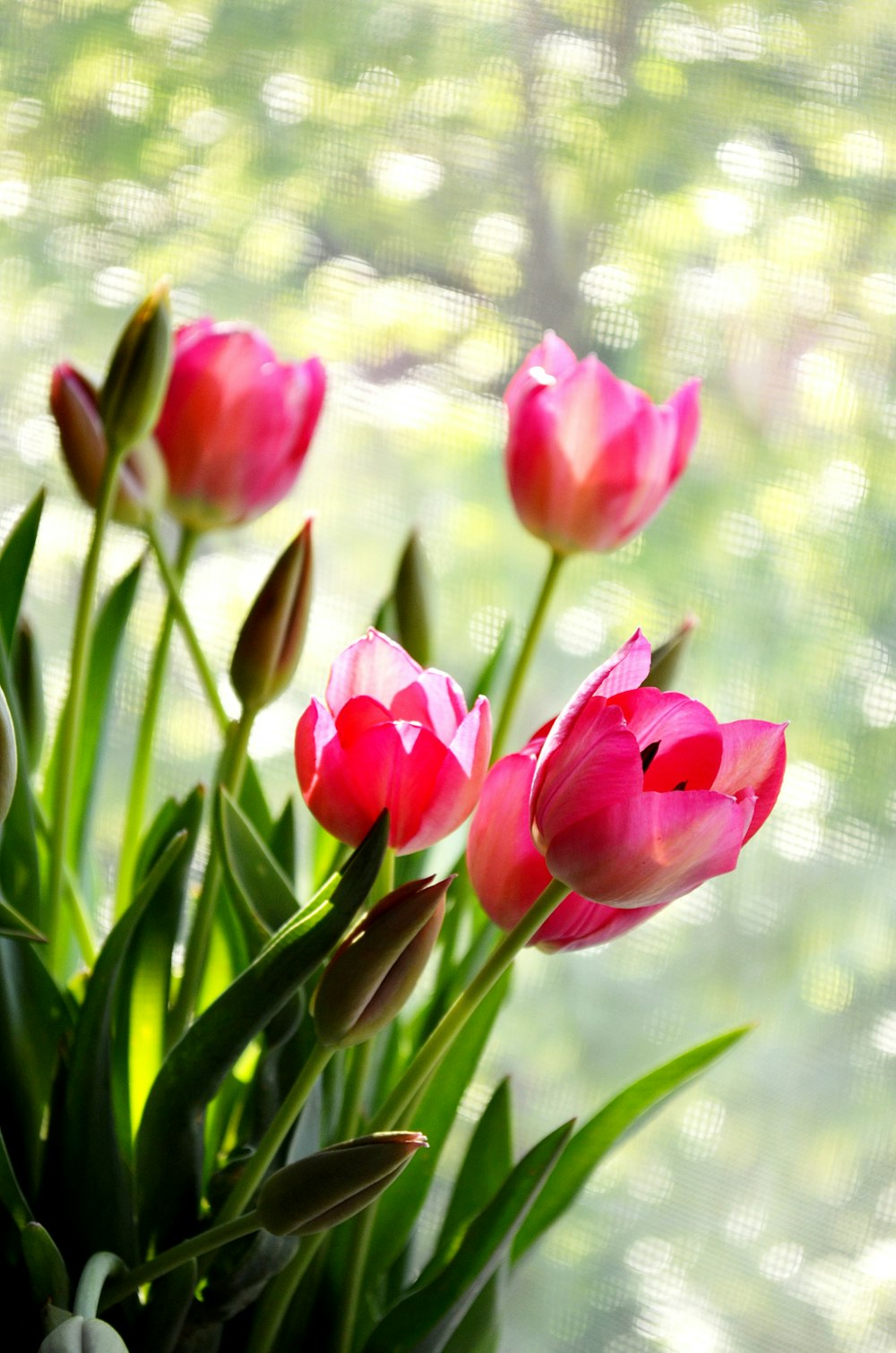 pink tulips in bloom during daytime