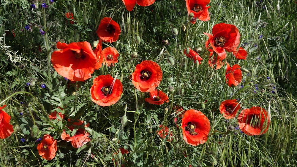 red flowers with green leaves