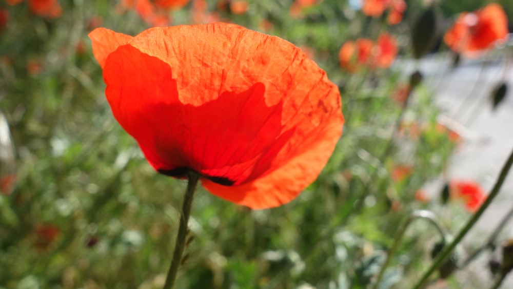 orange flower in tilt shift lens