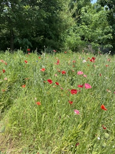 Tranquil French countryside dotted with wildflowers, reflecting wartime travels.