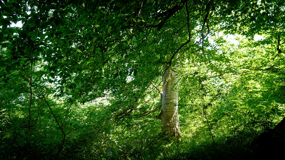 Grüne Bäume unter sonnigem Himmel