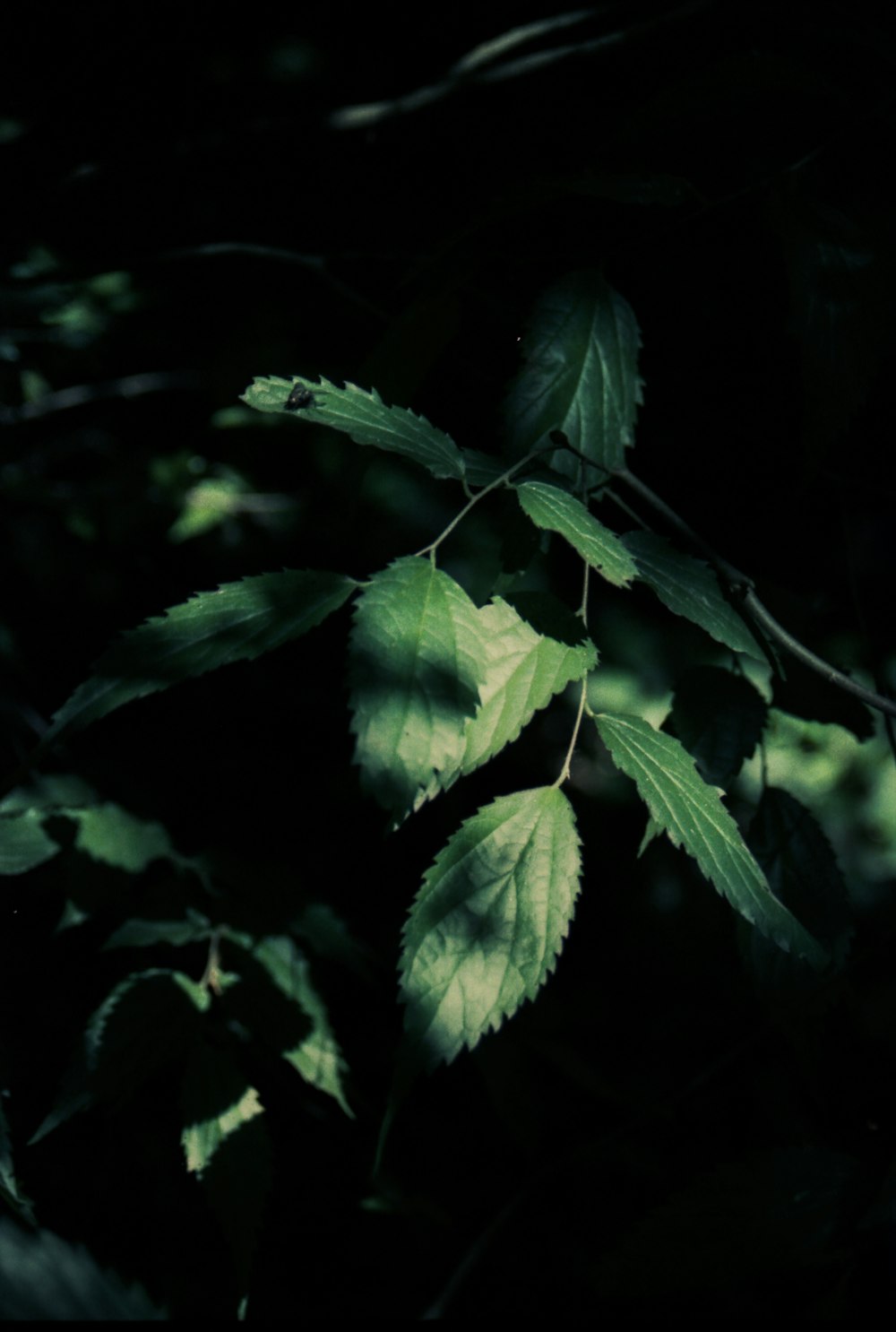 green leaves in close up photography