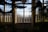 Tall glass doors surrounded by large windows, partially covered by shadows of overhanging tree branches. The doors reveal a view of a garden or park with hints of greenery outside. The sunlight creates a dramatic contrast between the bright view through the glass and the darker interior, adding depth and intrigue.