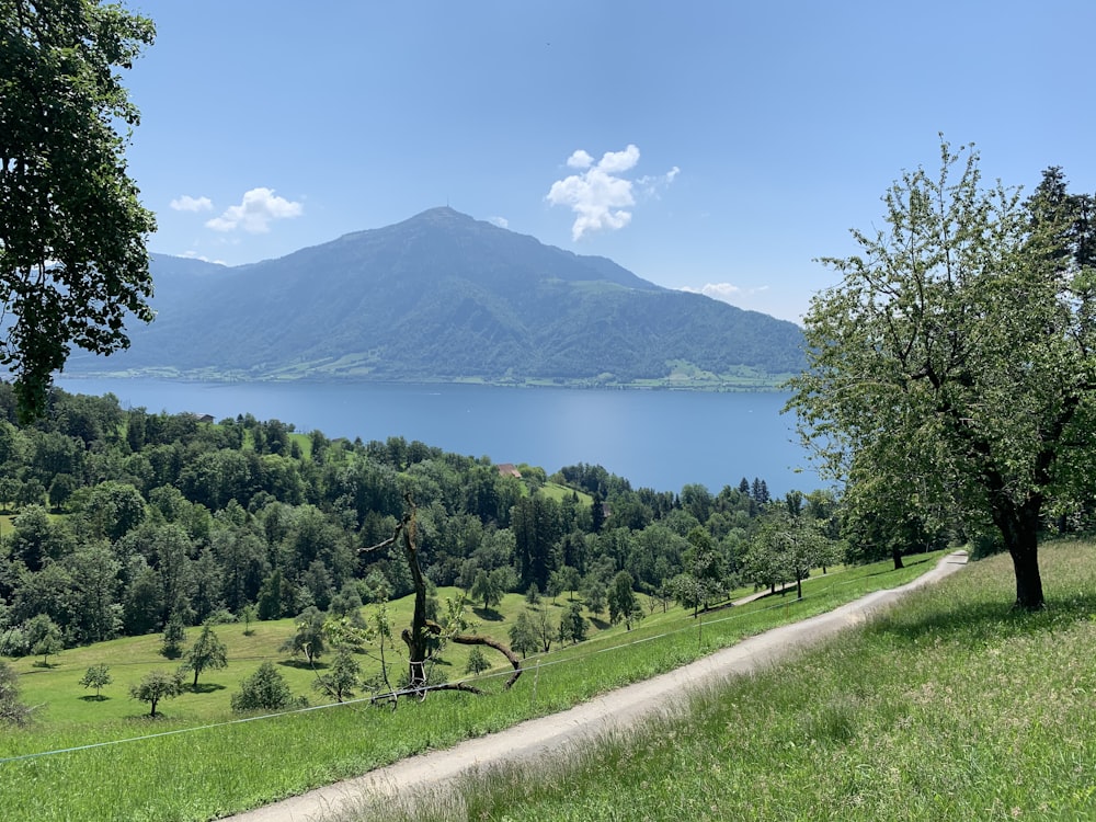 green trees near body of water during daytime