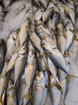 A pile of fish laid out on a bed of ice. The fish are silver and blue with yellowish tails, and they are positioned closely together. The ice surrounding the fish is crushed and appears cold and fresh.