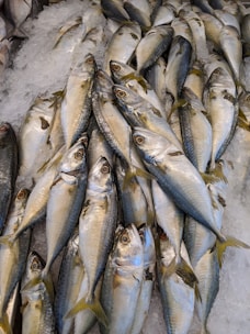 Close-up of frozen tuna packed neatly in ice inside a storage container.
