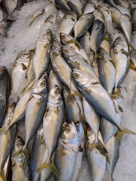 Freshly caught fish laid out on ice at a coastal fishing port.