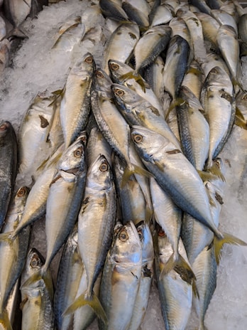 A pile of fish laid out on a bed of ice. The fish are silver and blue with yellowish tails, and they are positioned closely together. The ice surrounding the fish is crushed and appears cold and fresh.