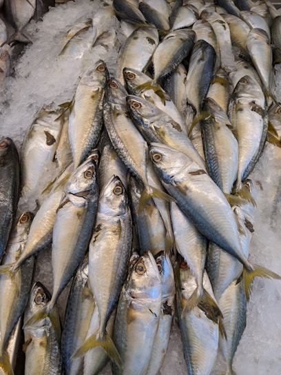 A pile of fish laid out on a bed of ice. The fish are silver and blue with yellowish tails, and they are positioned closely together. The ice surrounding the fish is crushed and appears cold and fresh.