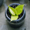 Fertilizer