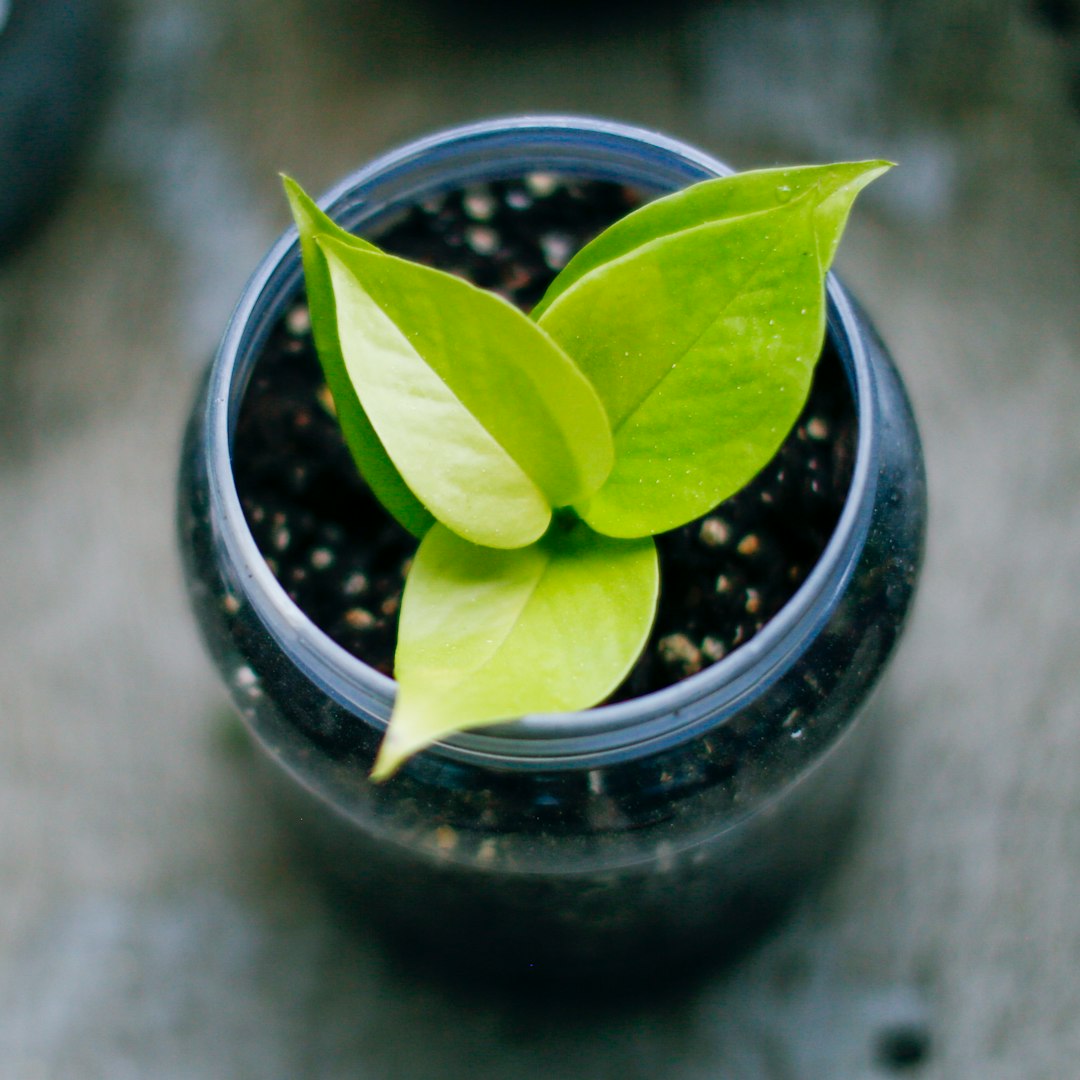 Neon Pothos