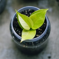 Other Misc Plants