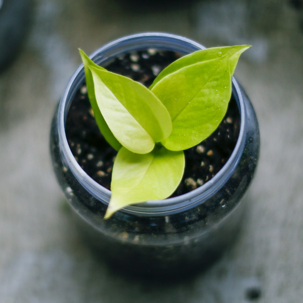 green plant on black pot