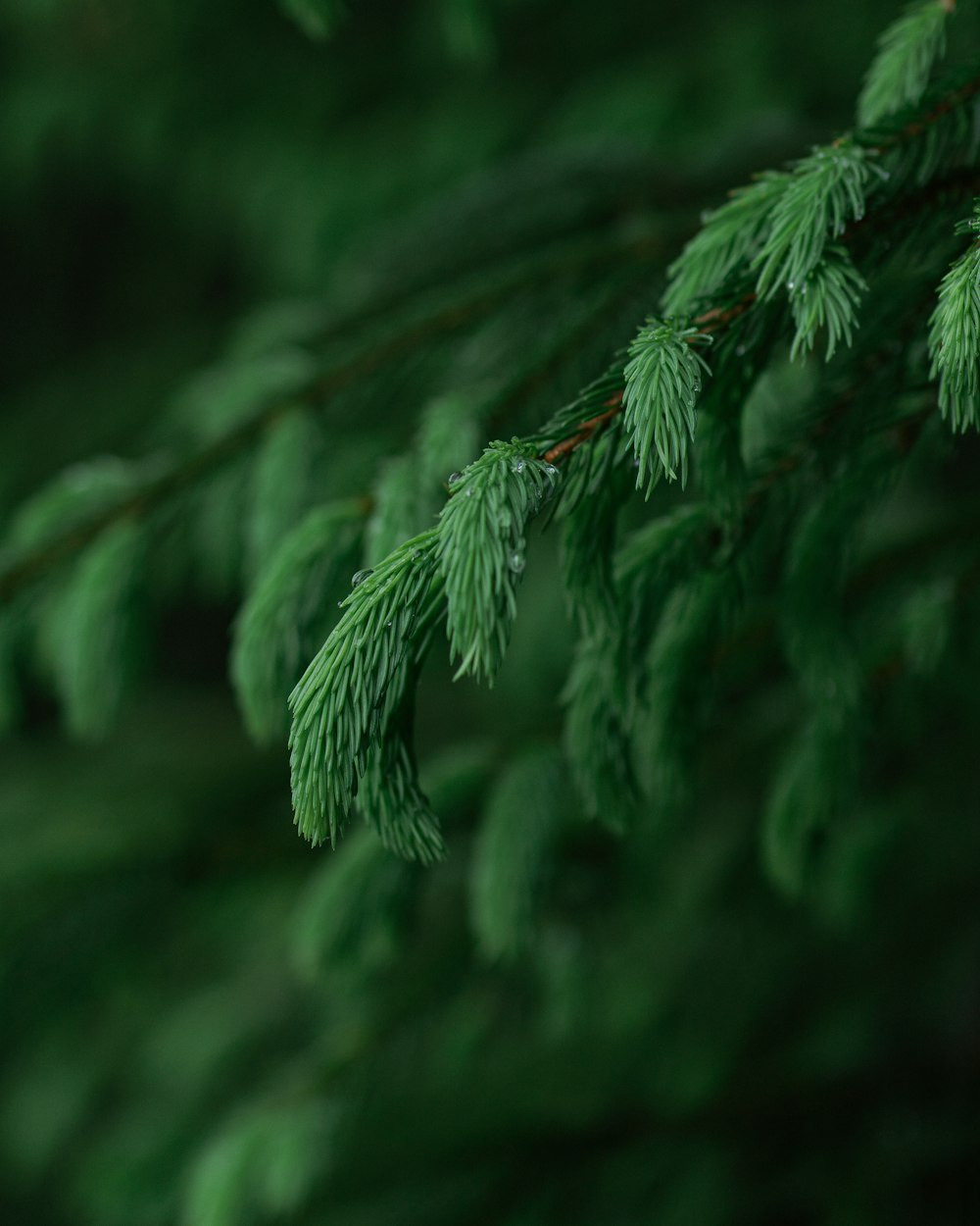 green leaves in tilt shift lens