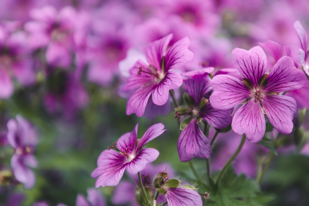 purple flowers in tilt shift lens