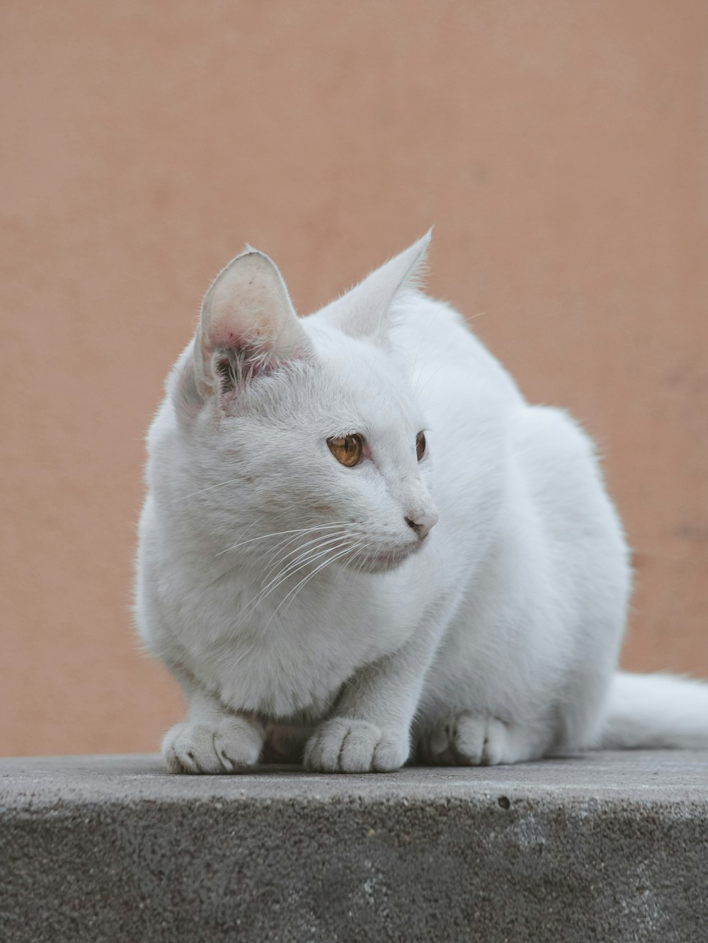 white cat on brown concrete floor