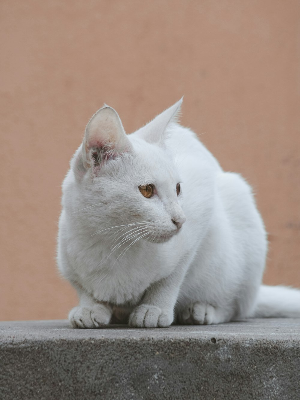 weiße Katze auf braunem Betonboden