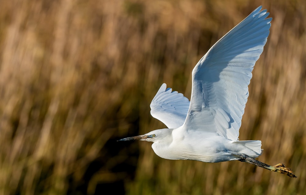 white bird flying during daytime