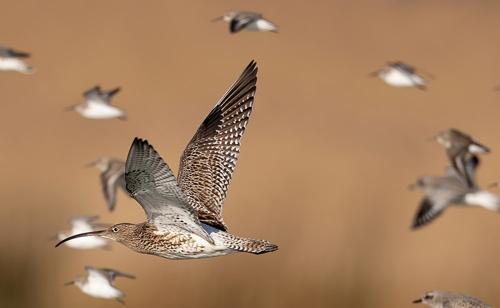 white and brown bird in flight