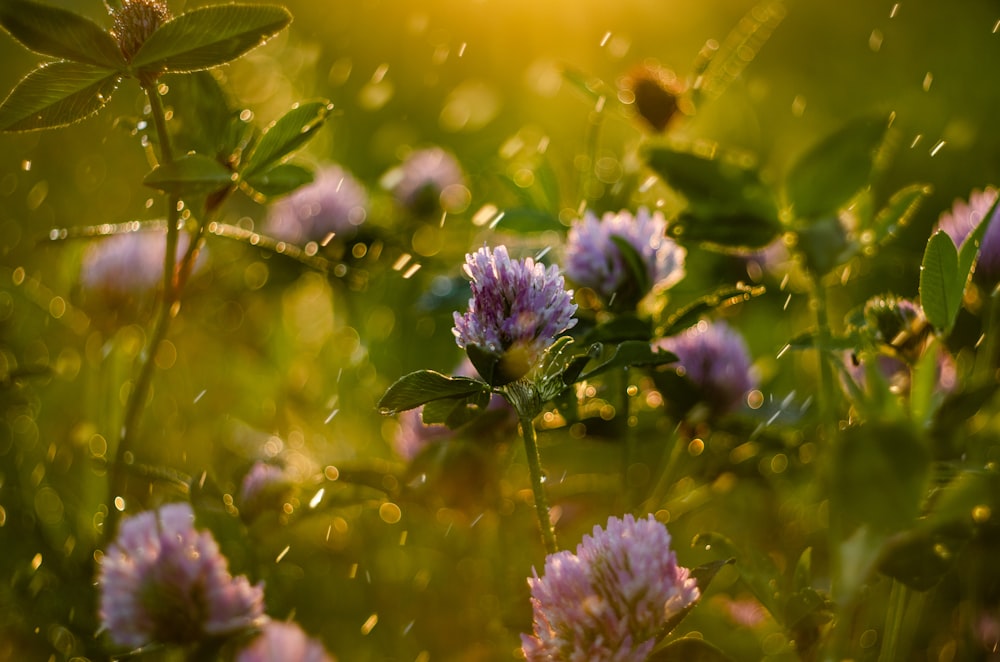 purple flower in tilt shift lens