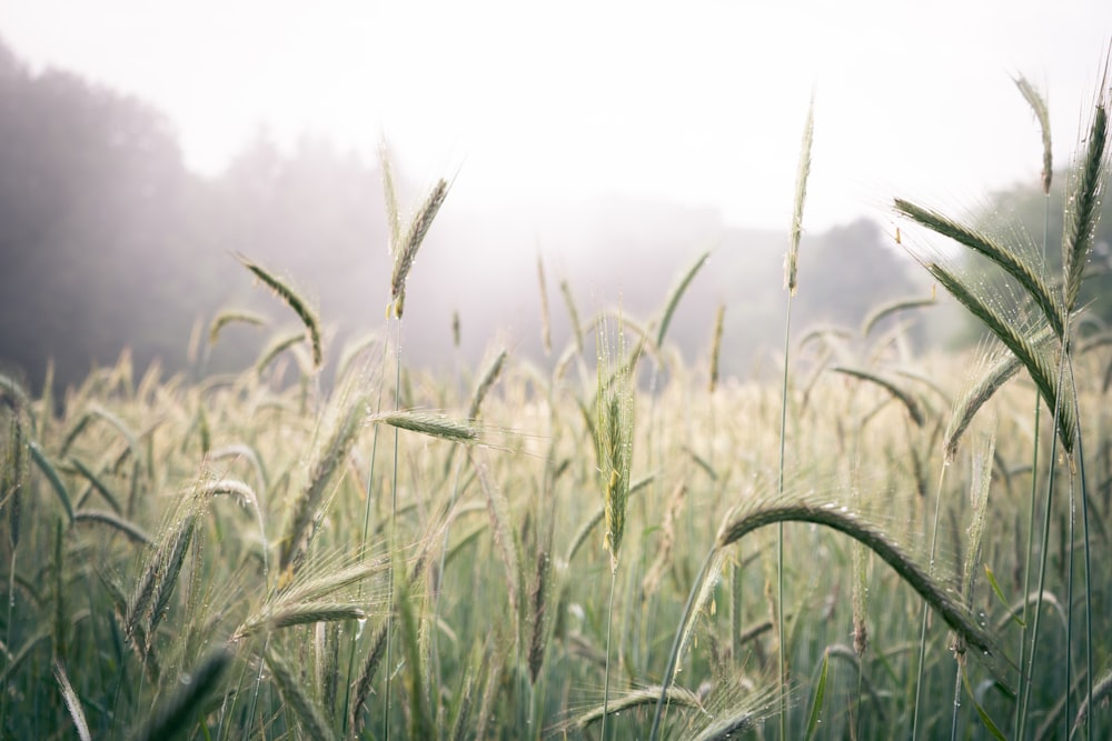 green wheat field during daytime