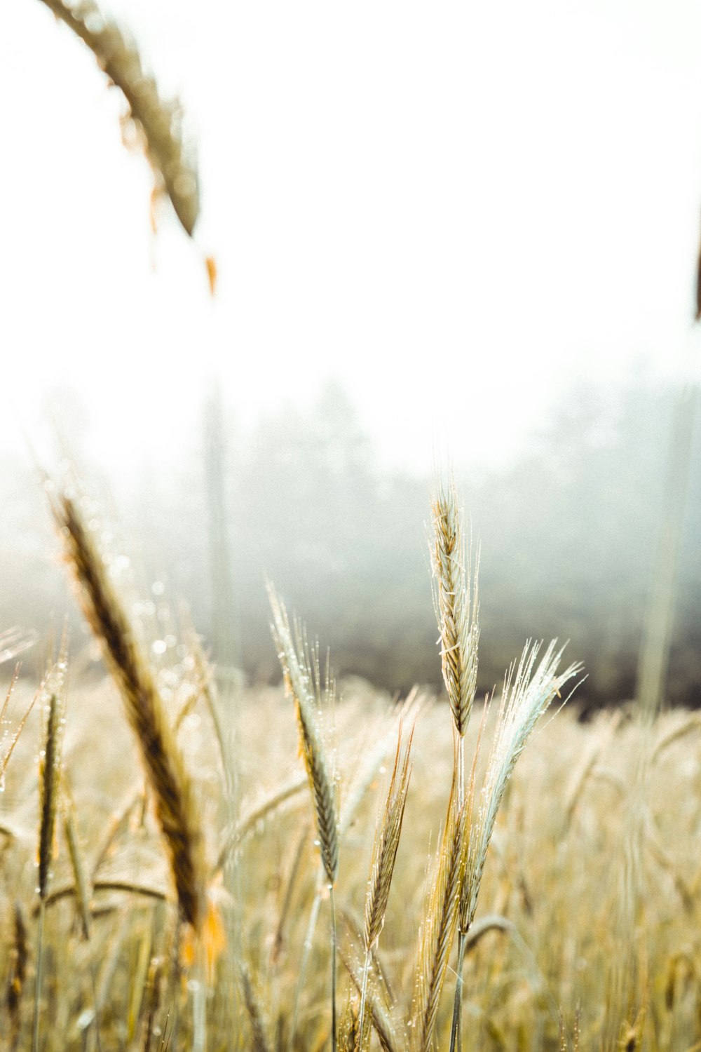 brown wheat field during daytime