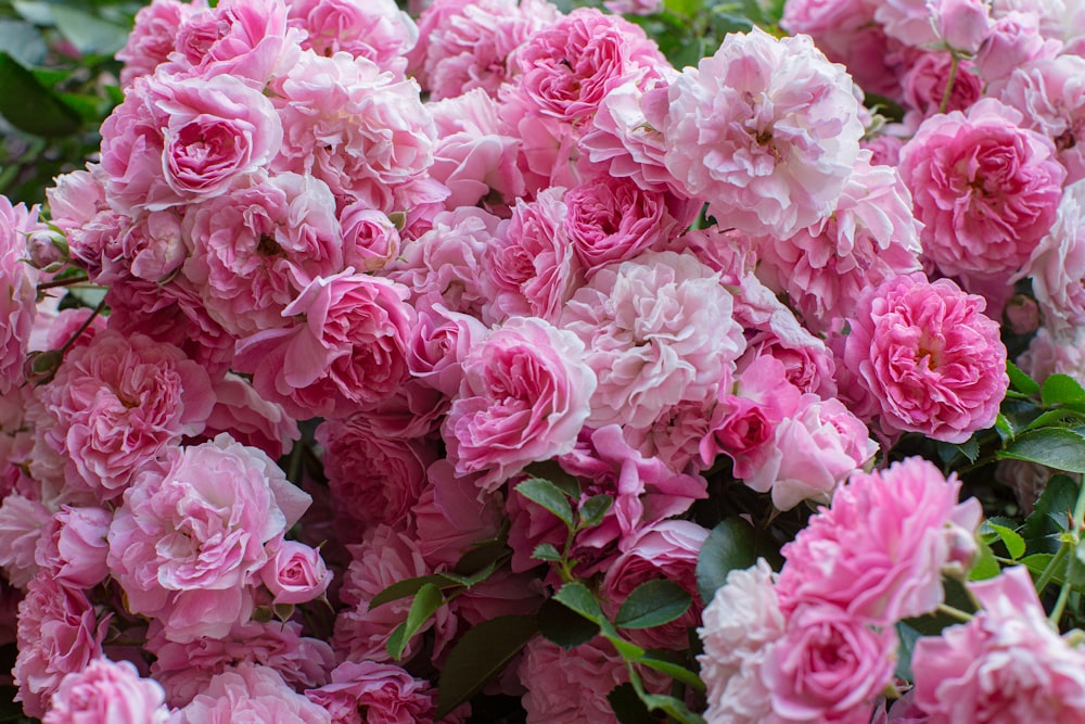 pink and white flower in close up photography