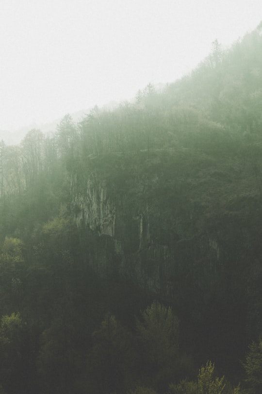 green trees on foggy weather in Bracca Italy