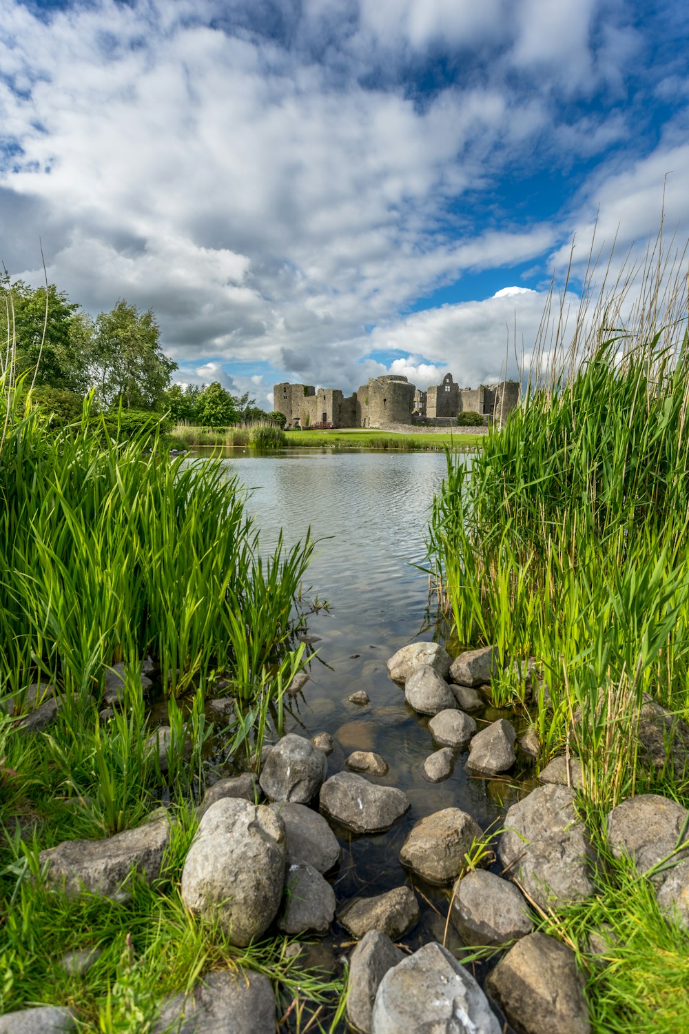 green grass near body of water under blue sky during daytime