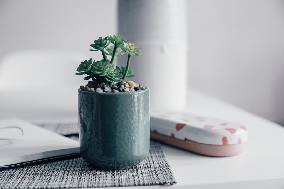 green potted plant on white and brown table cloth