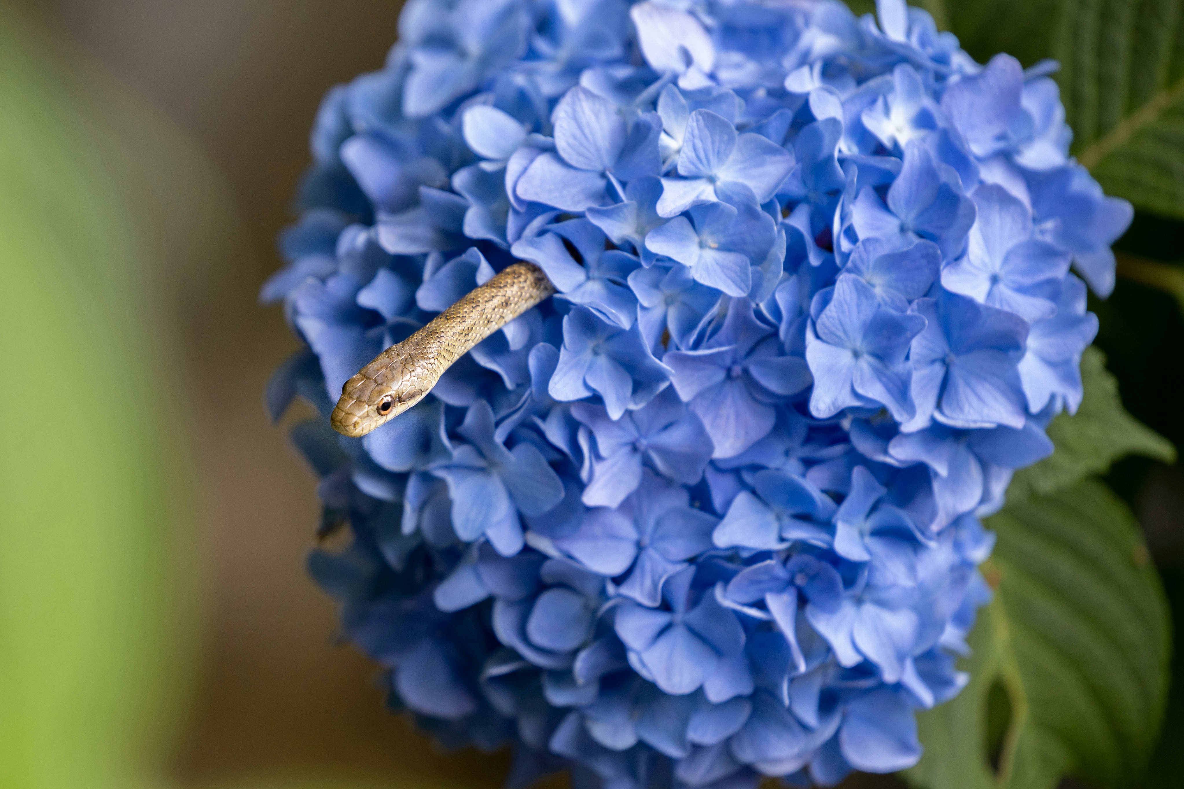 white flower in macro lens