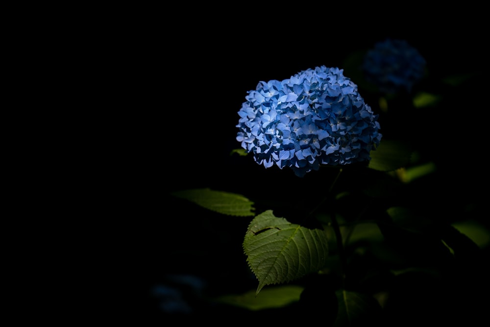 blue flower in tilt shift lens