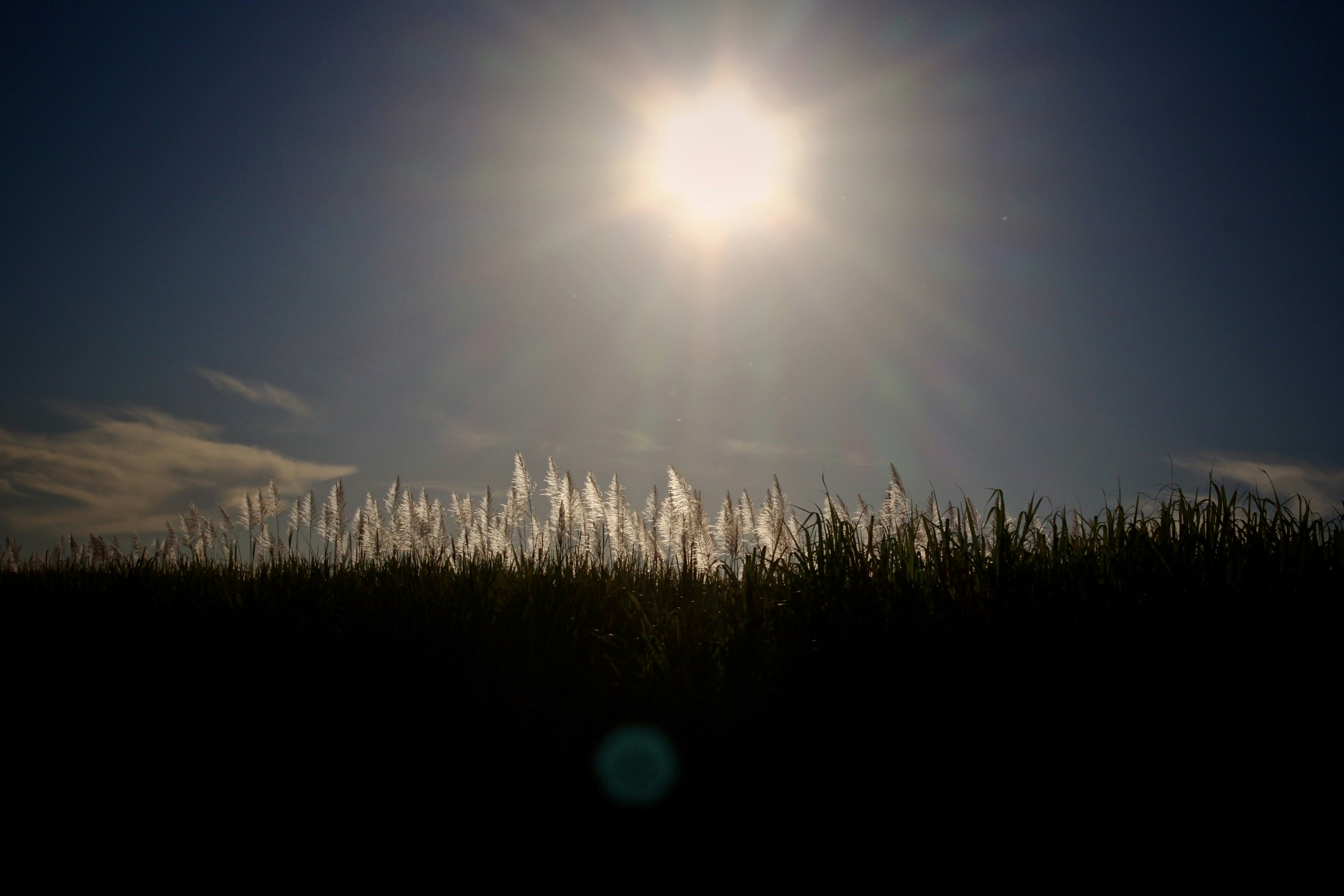 rayos de sol sobre campo de hierba verde