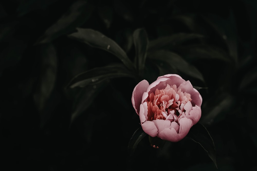 pink rose in bloom close up photo