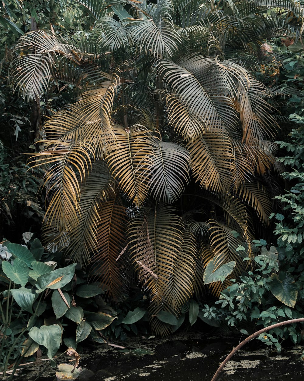palmeira marrom durante o dia