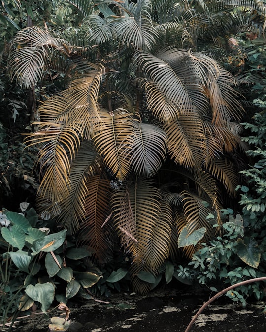 brown palm tree during daytime in Hortus Botanicus Amsterdam Netherlands