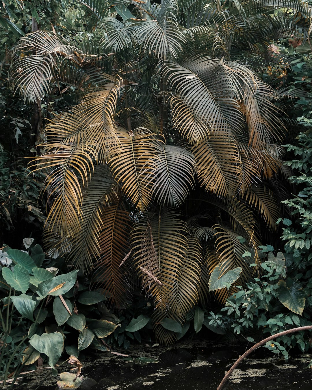 Jungle photo spot Hortus Botanicus Amsterdam Hoorn