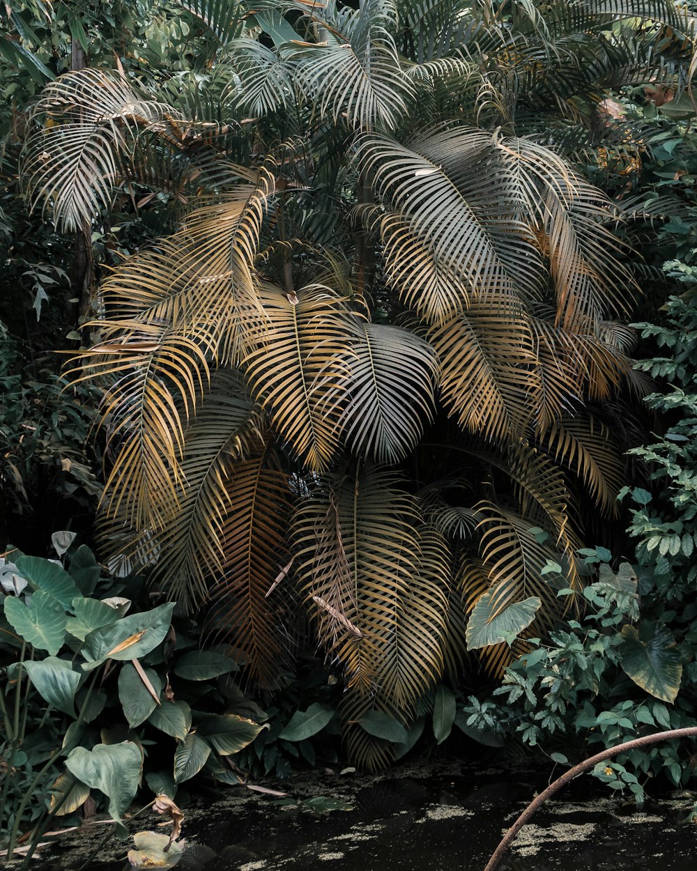 Palmera marrón durante el día