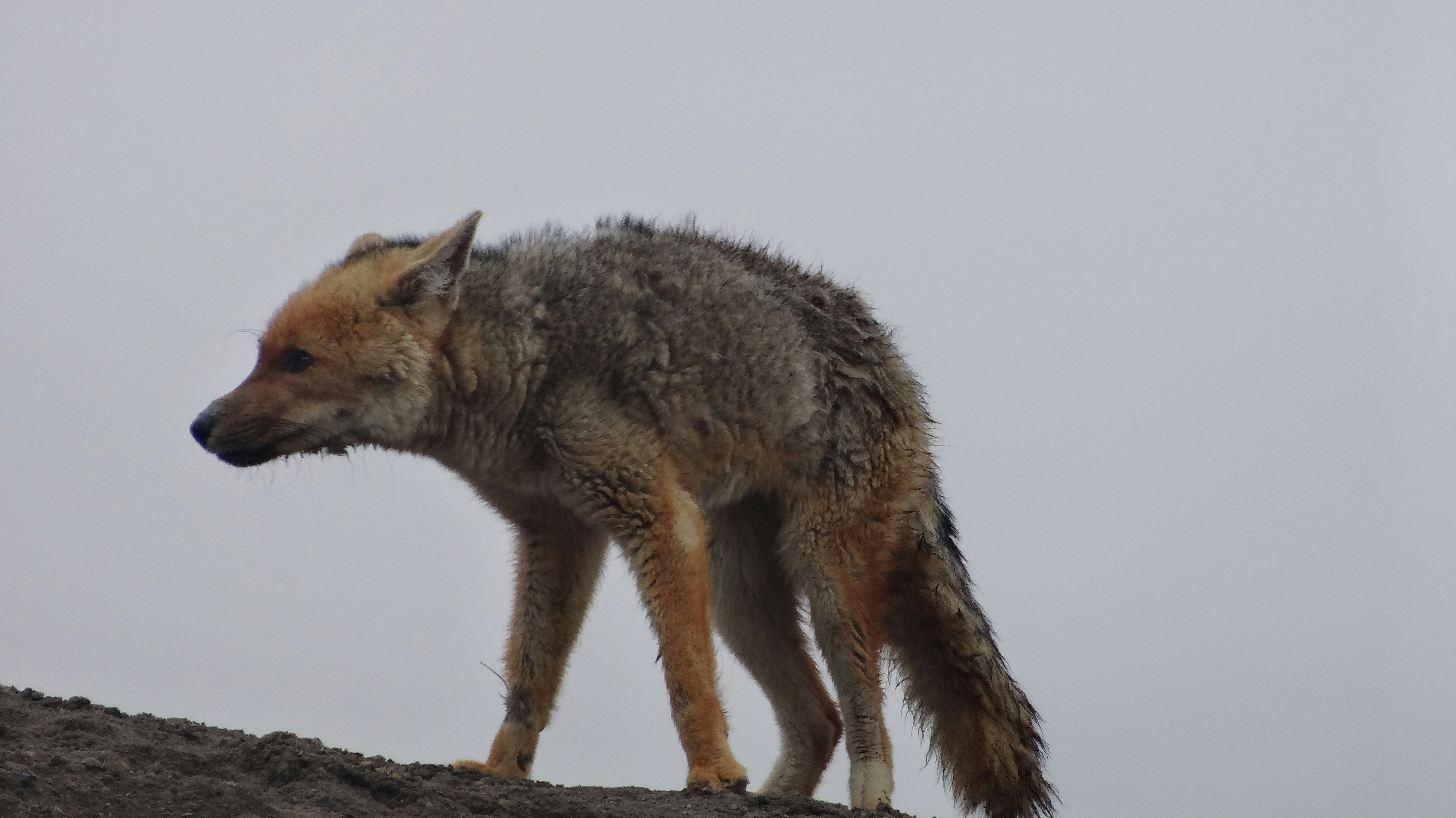 Brown and gray fox on brown wood log photo Free Cotopaxi Image on