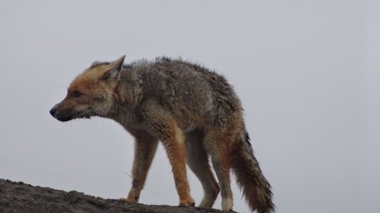 brown and gray fox on brown wood log in Cotopaxi Ecuador