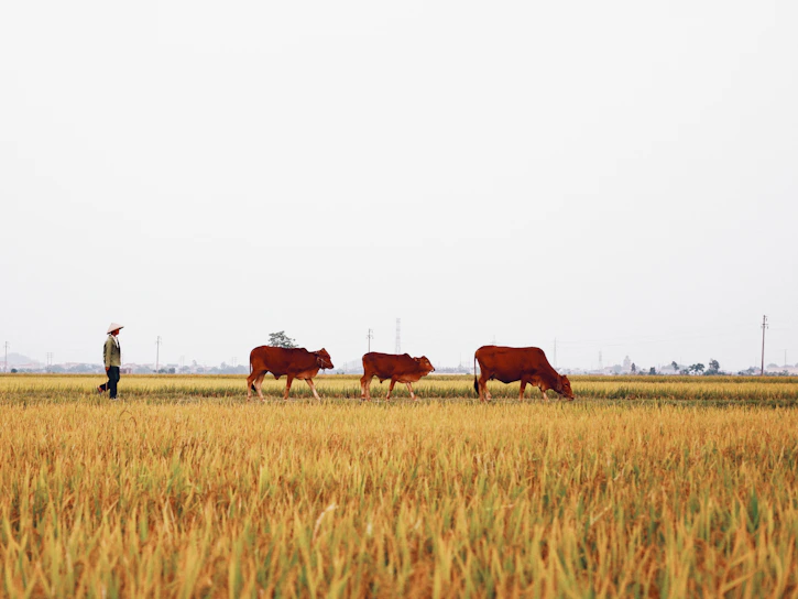 brown cow on brown grass field during daytime