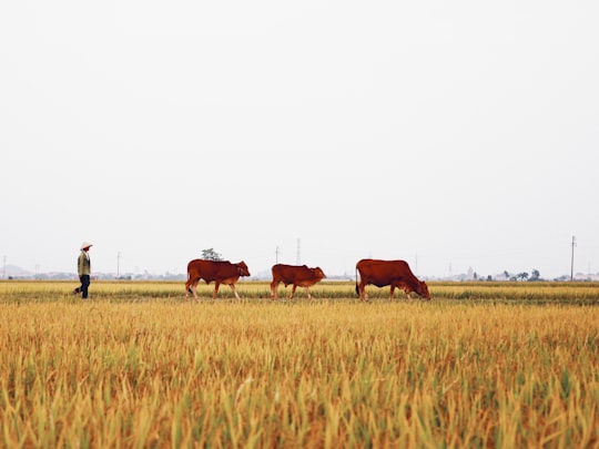 brown cow on brown grass field during daytime in Nam Định Vietnam