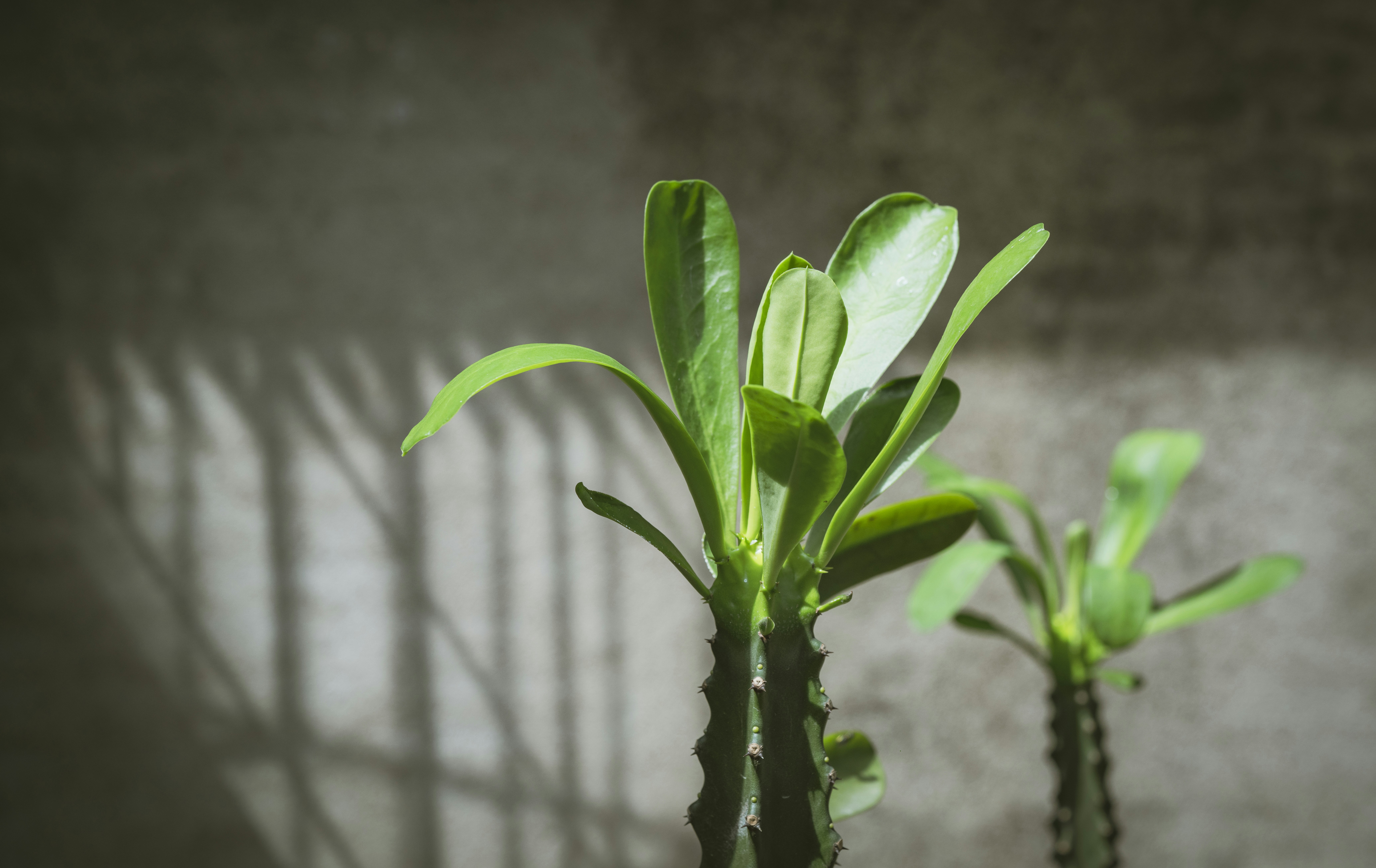 photo-1591970713348-1f9da77a646e?ixid=M3wxMjA3fDB8MXxzZWFyY2h8MjB8fGFudGh1cml1bSUyMGNhcmUlMjBndWlkZSUzQSUyMHRpcHMlMjBmb3IlMjB0aHJpdmluZyUyMHBsYW50c3xlbnwwfHx8fDE3NTIyMTM1NzF8MA\u0026ixlib=rb-4.1.0