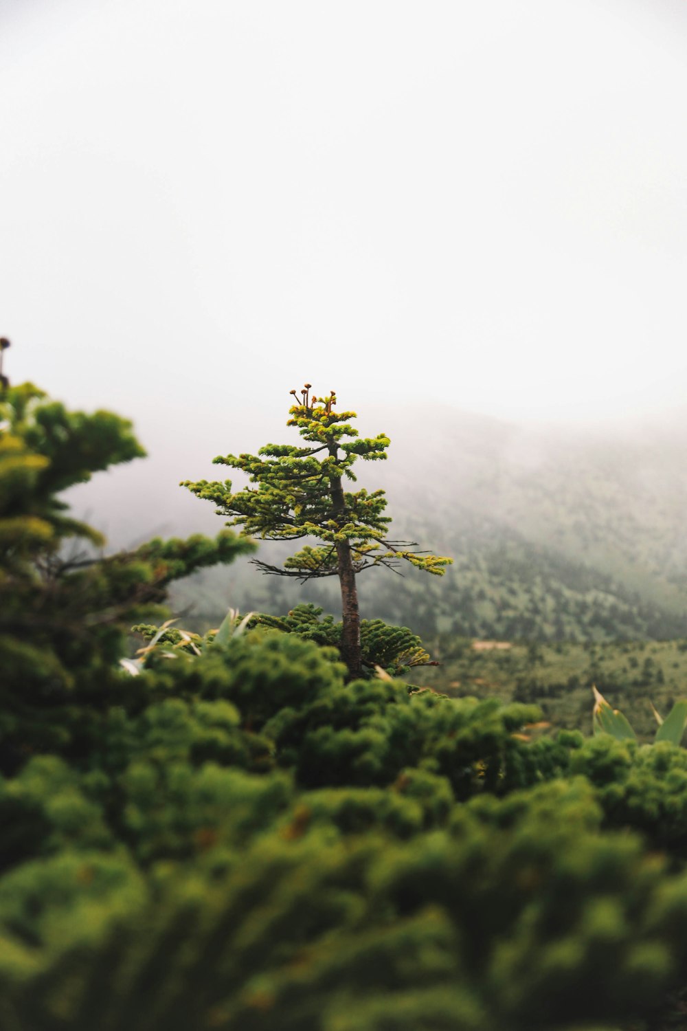 昼間の山の緑の木