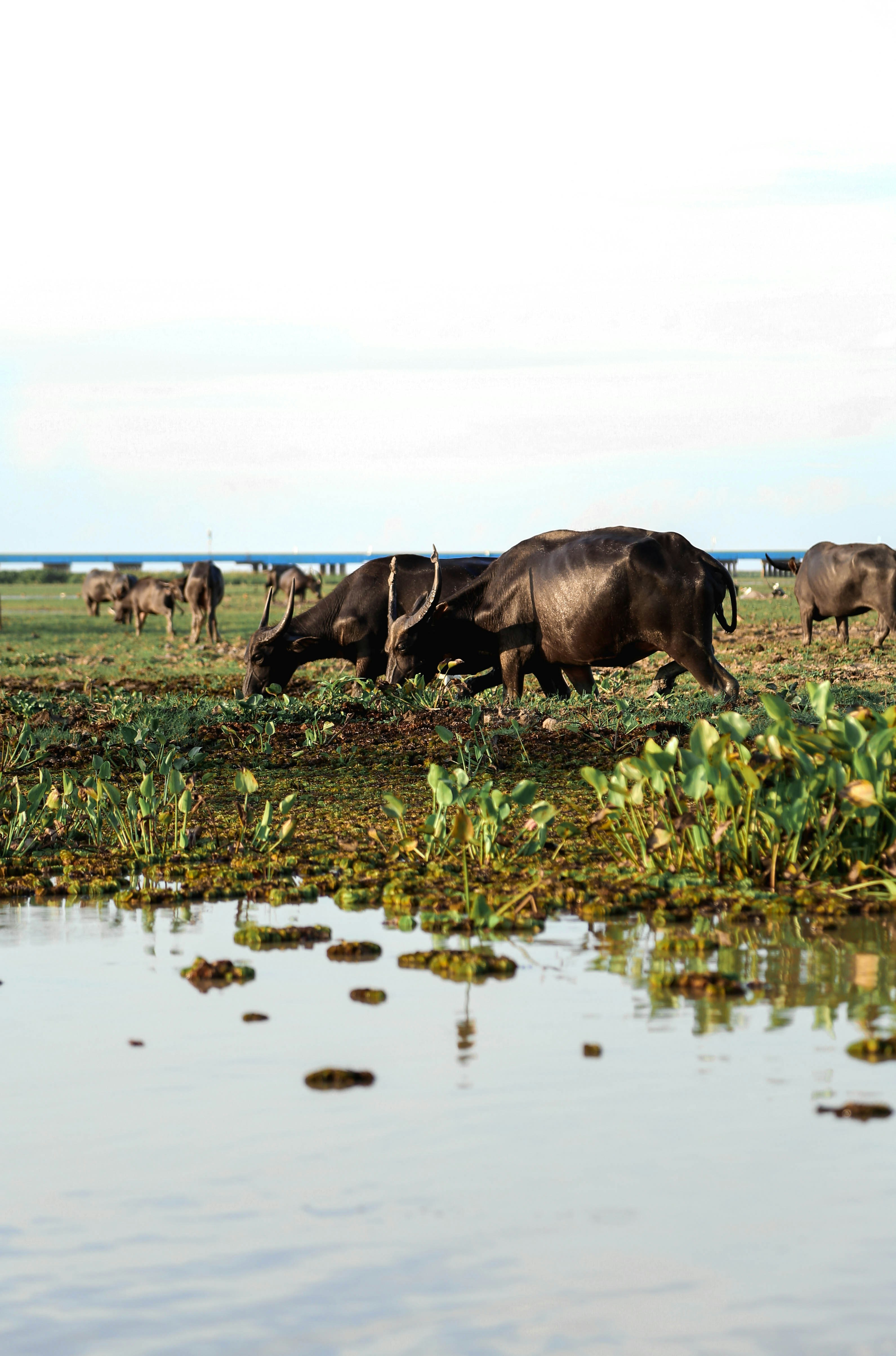 black and brown cows on green grass field during daytime