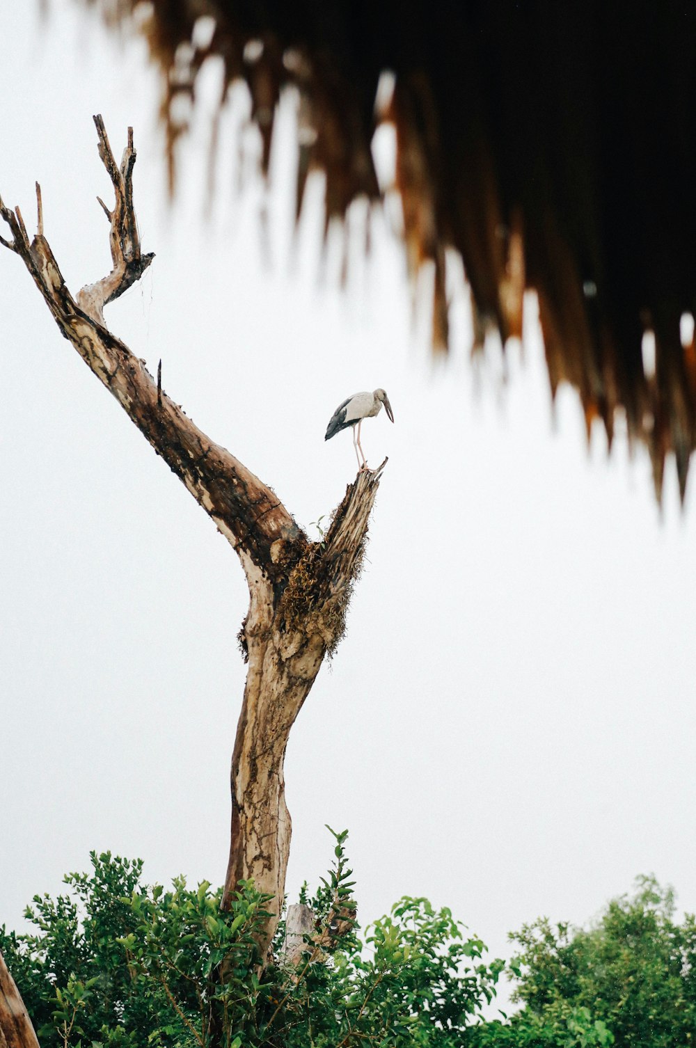 white bird on brown tree branch during daytime