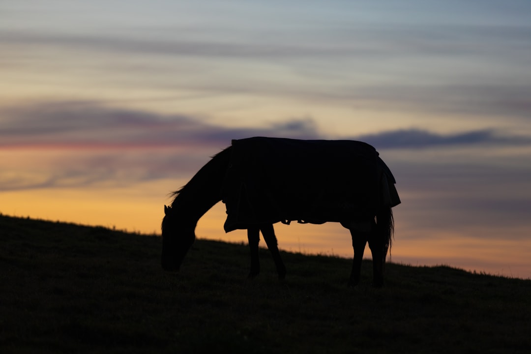 silhouette of horse on grass field during sunset