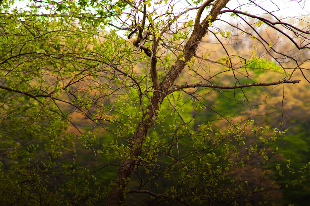 green tree in close up photography